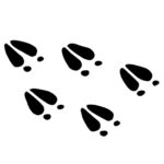 Deer Tracks +$50.00