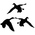 Ducks +$50.00