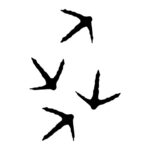 Turkey Tracks +$50.00
